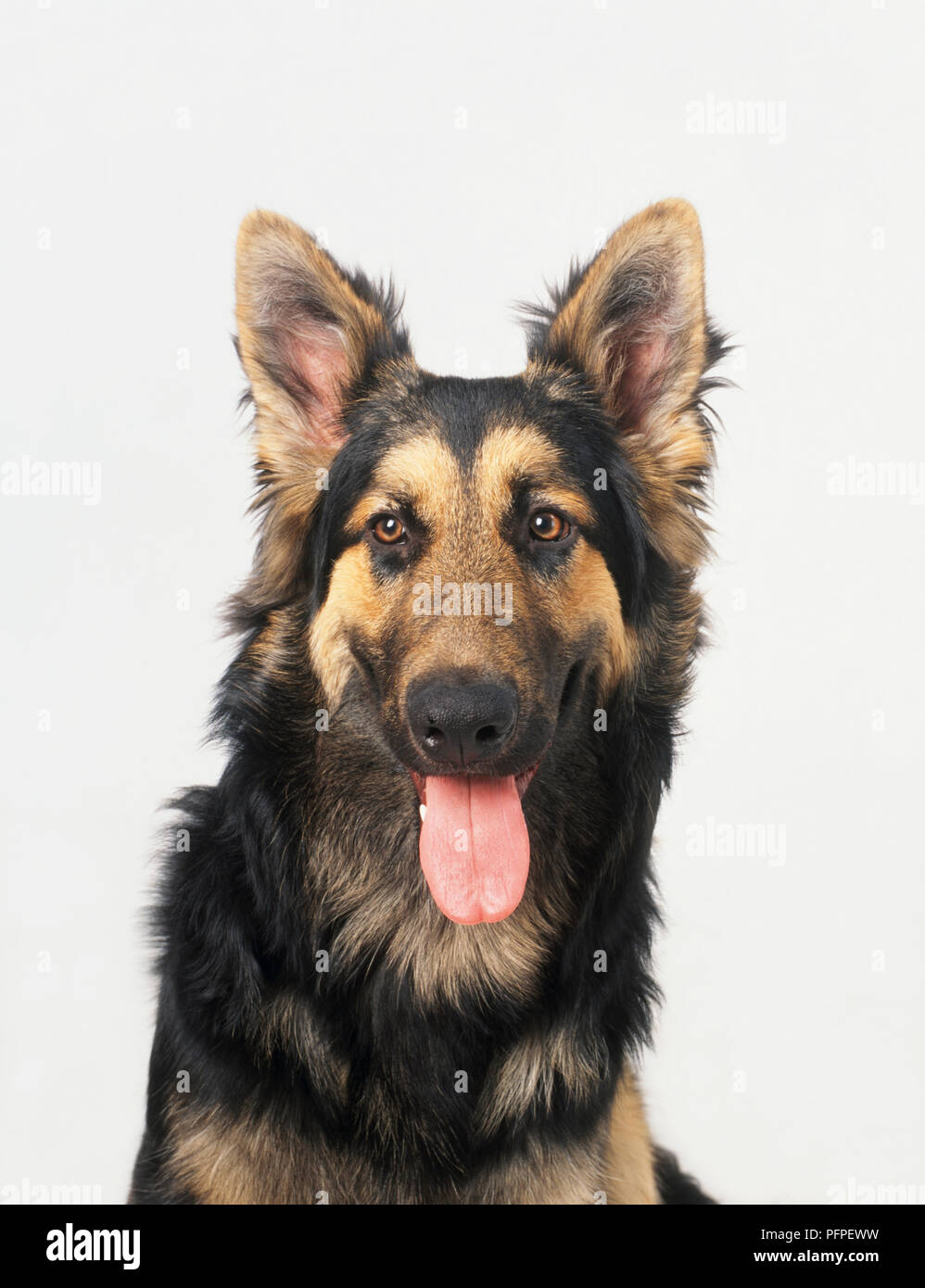 Capelli lunghi pastore tedesco cane ansimante Foto Stock