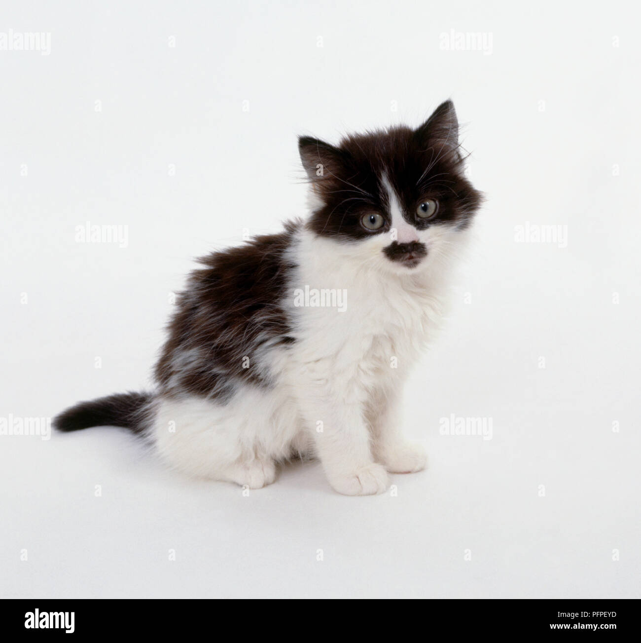 Soffice bianco e nero gattino Foto Stock