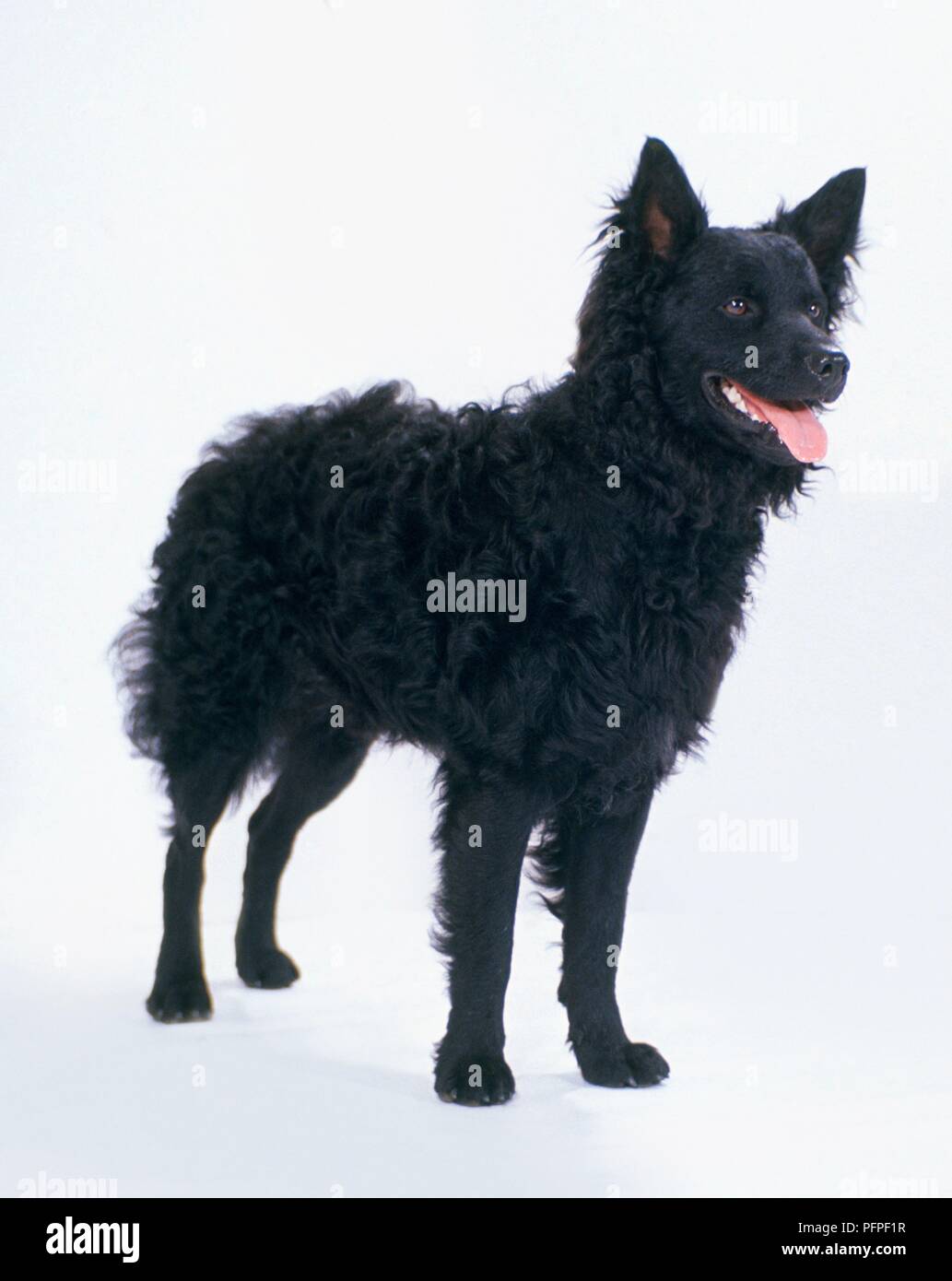 Cane Pastore Croato Immagini E Fotos Stock Alamy
