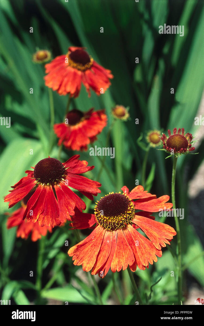 Helenium 'Moerheim bellezza', rame fiori di colore rosso, marrone scuro broccoli su disco Foto Stock