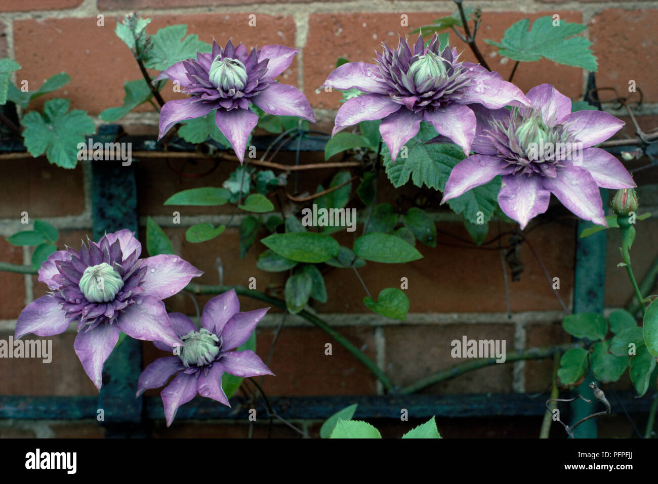 La clematide 'Vyvyan Pennell', mostra malva fiori e foglie verdi crescente sul trellis contro un muro di mattoni, close-up Foto Stock