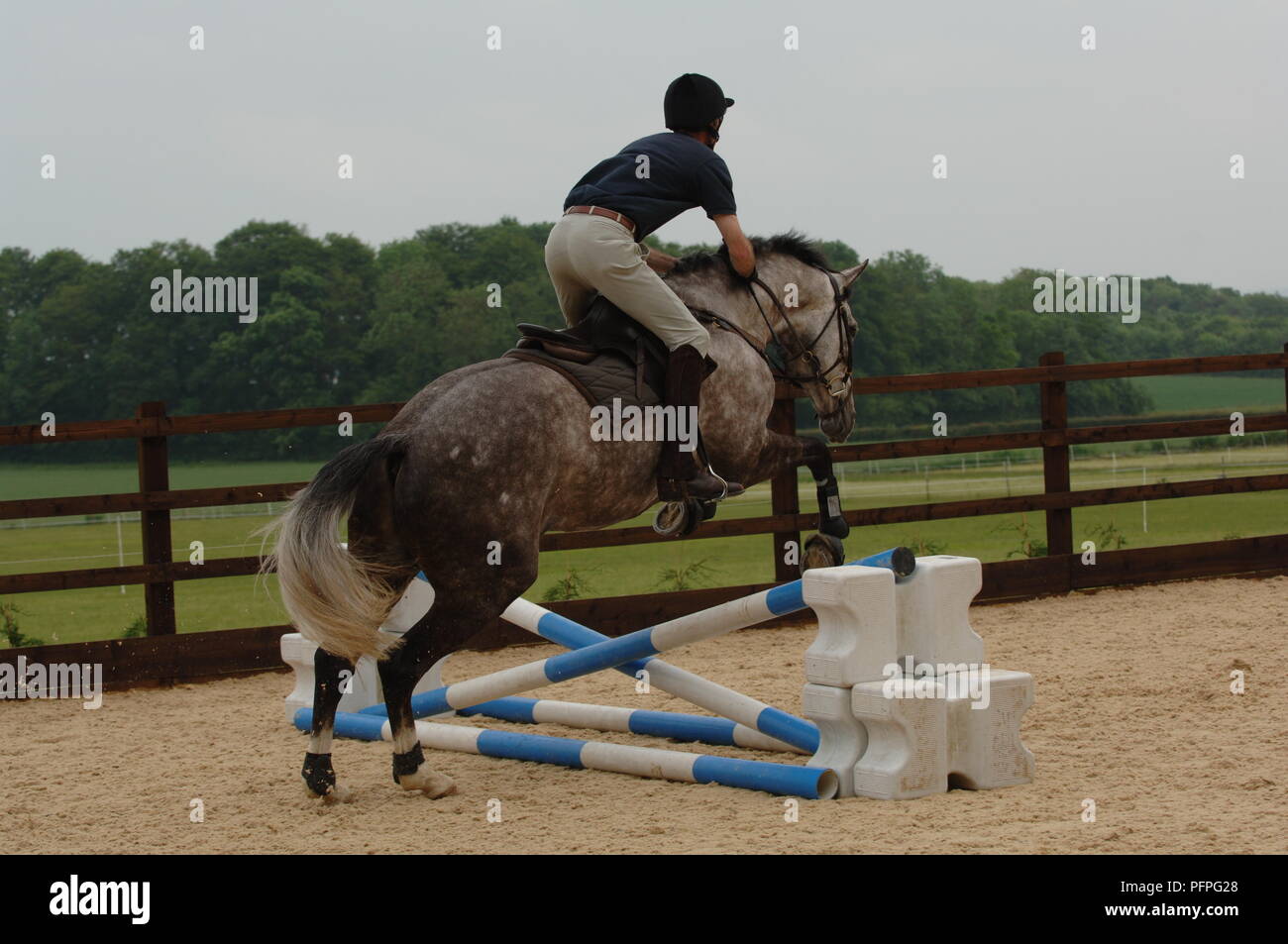 Uomo che cavalca colline punteggiano grigio a cavallo su attraversato bar salto nel paddock Foto Stock