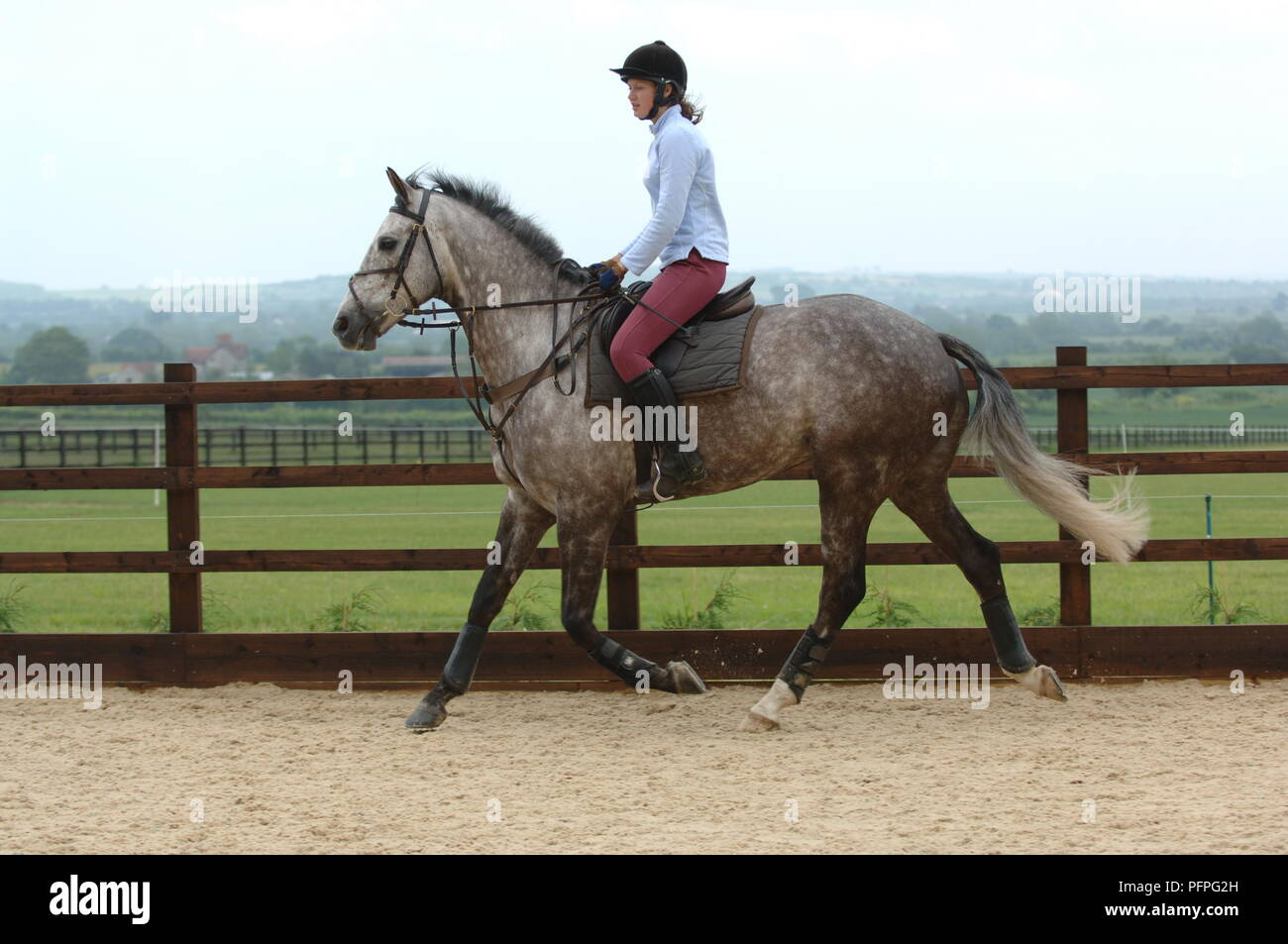 Giovane donna colline punteggiano di equitazione cavallo grigio a ritmo di trotto nel paddock Foto Stock