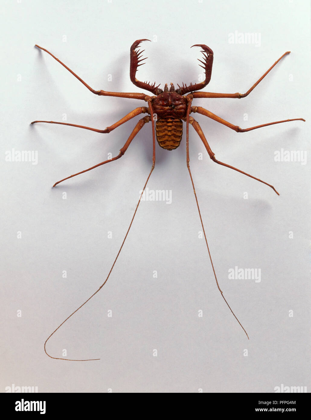 Phrynid (Frusta Spider) con simili a pinza pedipalps e due lunghe gambe sensoriali Foto Stock