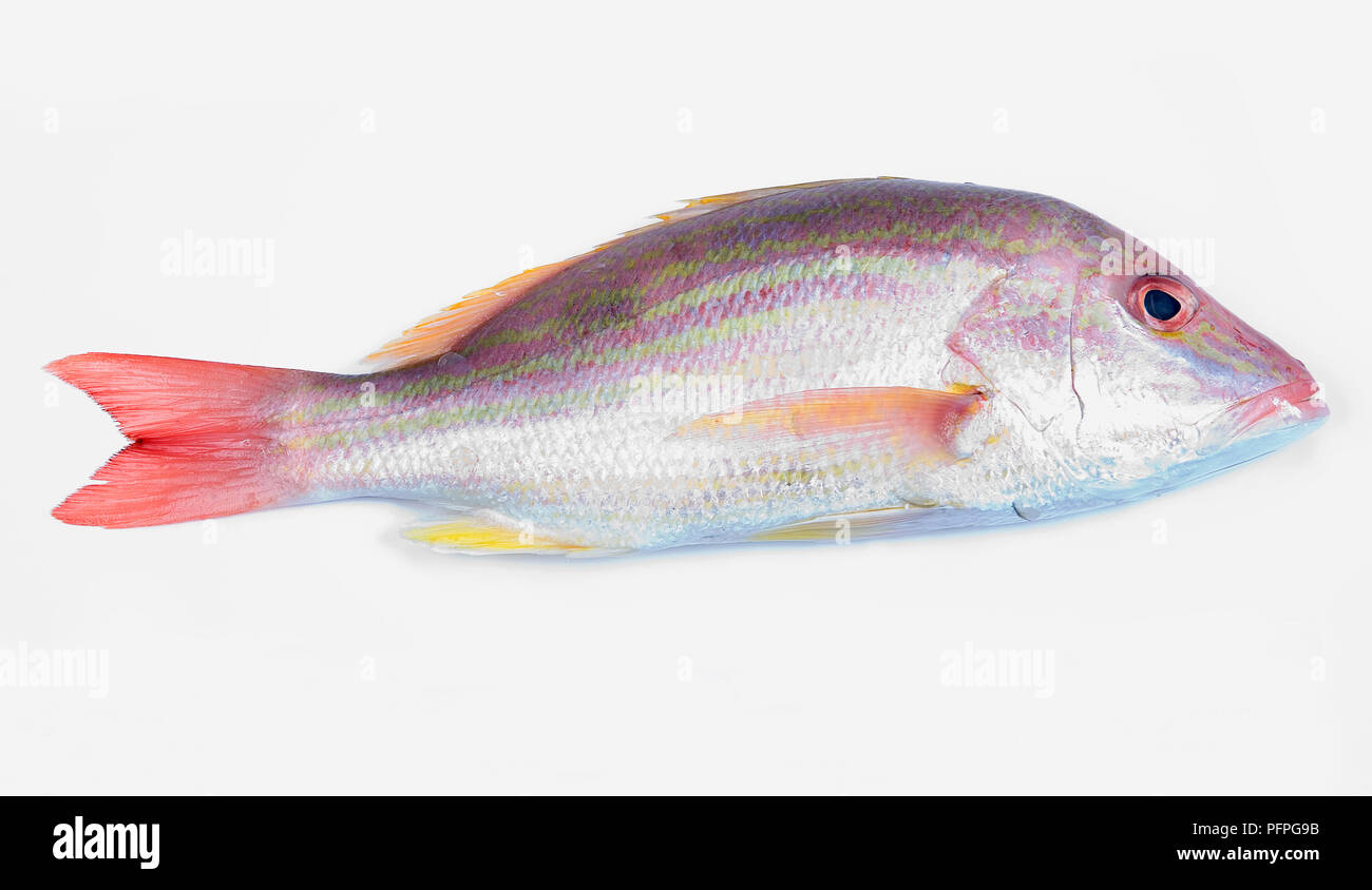 Lutiano di corsia Foto Stock