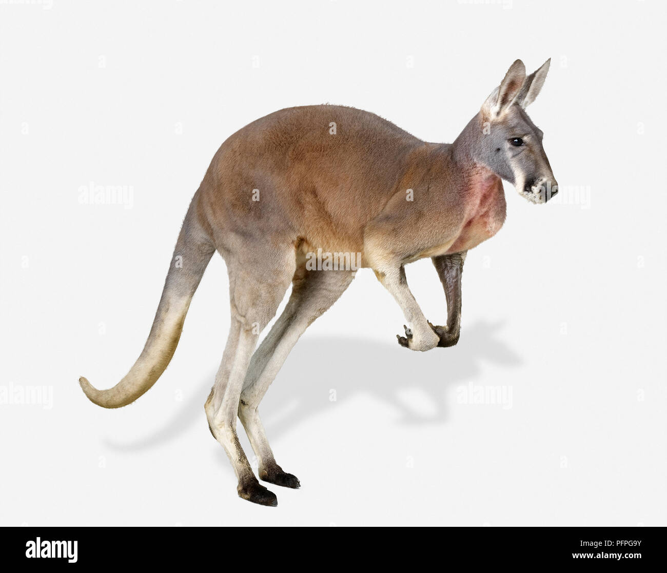 Canguro rosso (Macropus rufus) in piedi sulle zampe posteriori, vista laterale Foto Stock