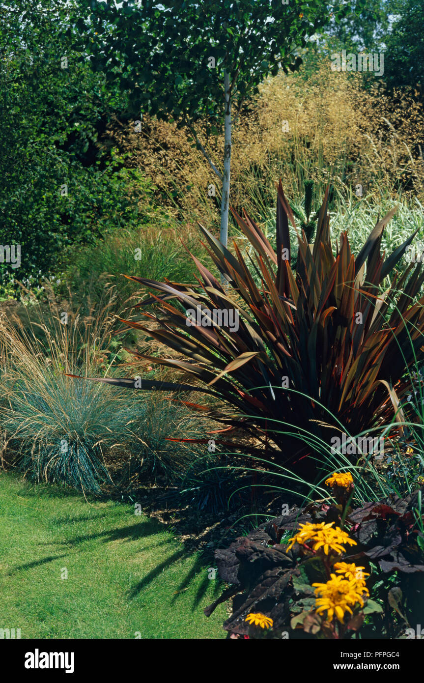 Phormium tenax 'Purpureum gruppo" (Nuova Zelanda lino), perenne con verde scuro al violaceo foglie lineari, tra altre piante in giardino Foto Stock