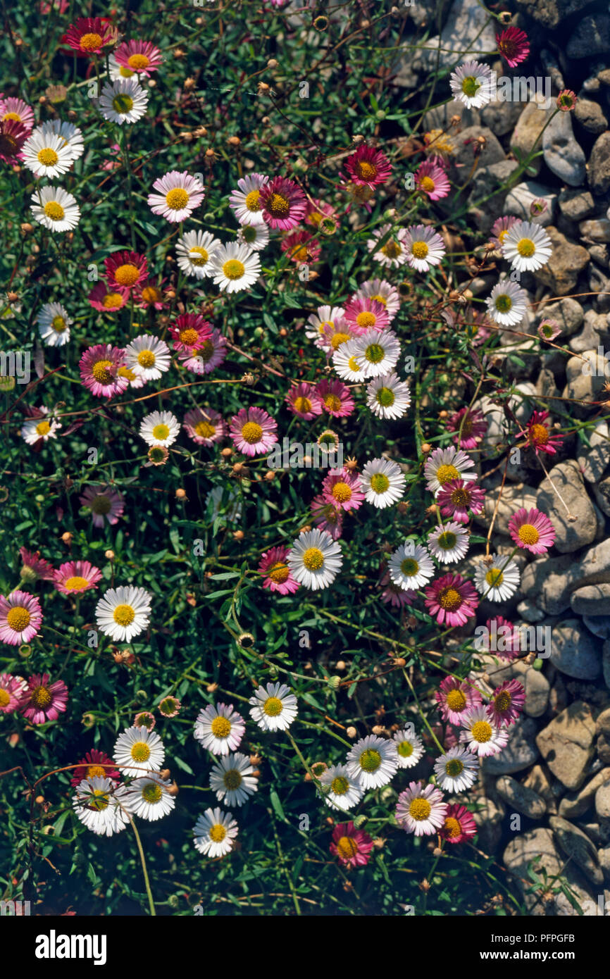 Erigeron karvinskianus, bianco e rosa daisy-come i fiori Foto Stock