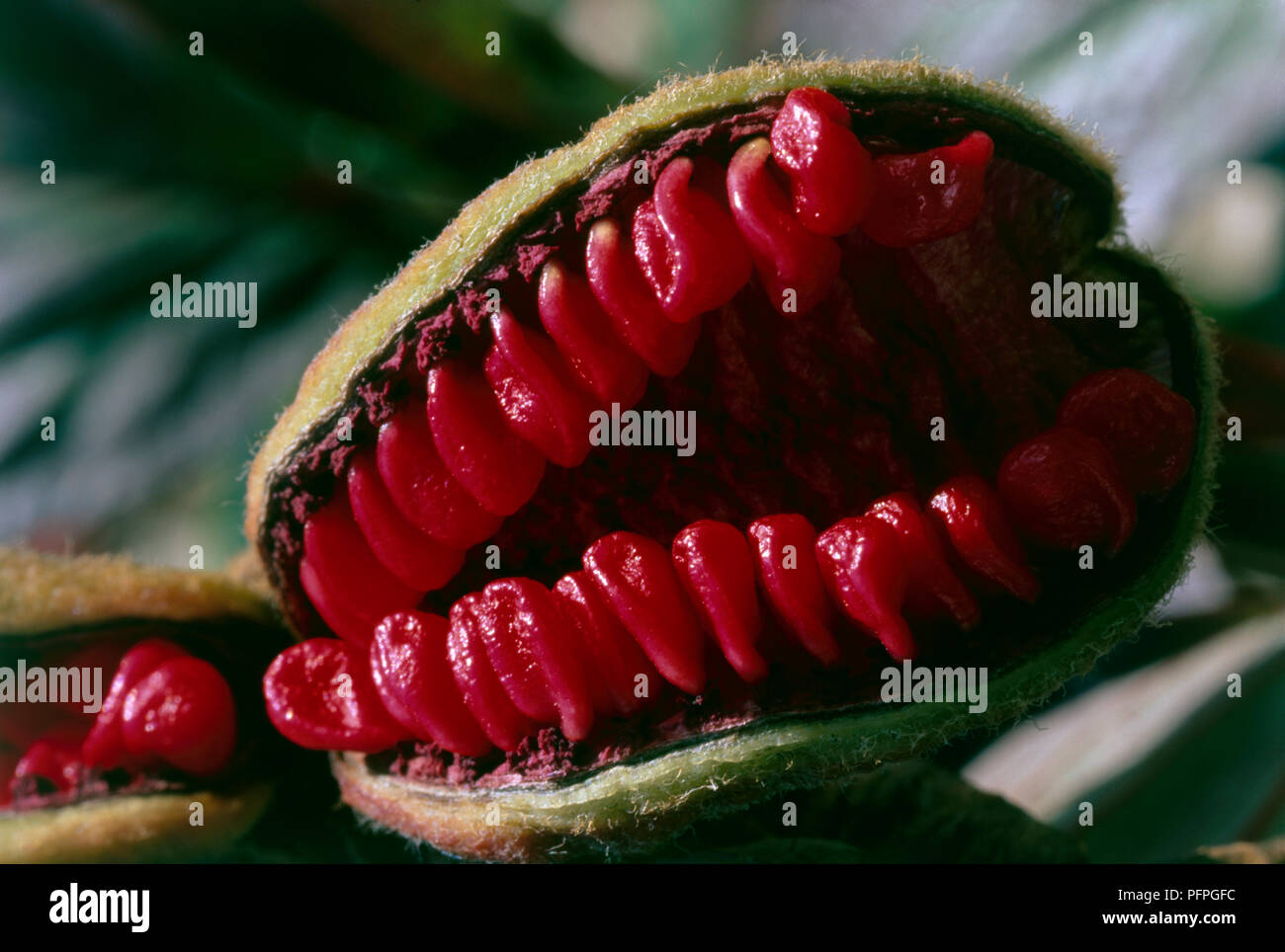 Paeonia mlokosewitschii (Caucasica peonia), rosso semi in pod, close-up Foto Stock