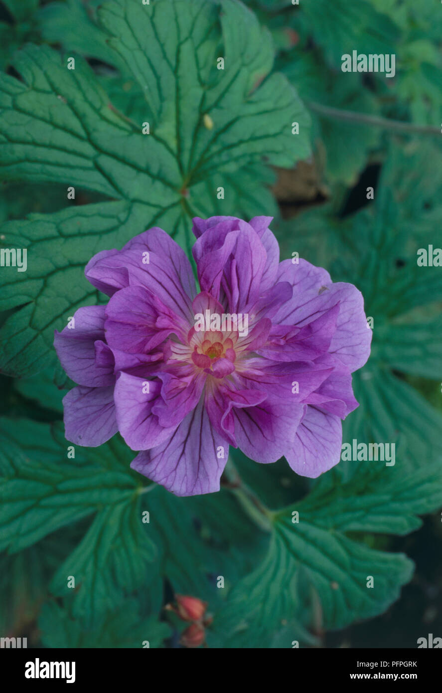 Geranium himalayense "plenum" (cranesbill lilla, Himalayan cranesbill), di fiori e foglie verdi, close-up Foto Stock