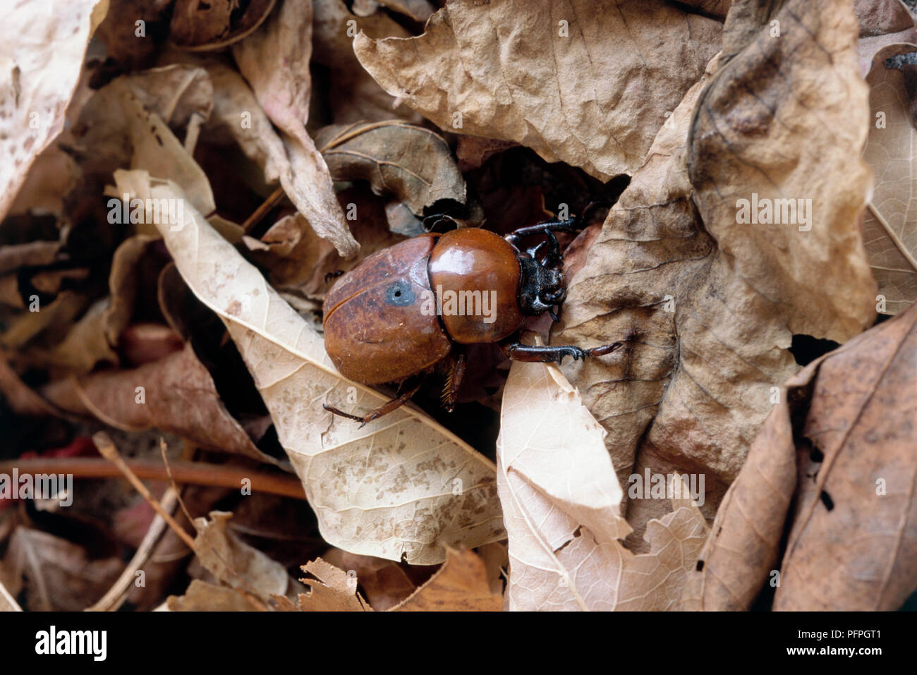 Il Vietnam, Cuc Phoung National Park, scarabeo marrone sulle foglie essiccate di sottobosco, close-up Foto Stock