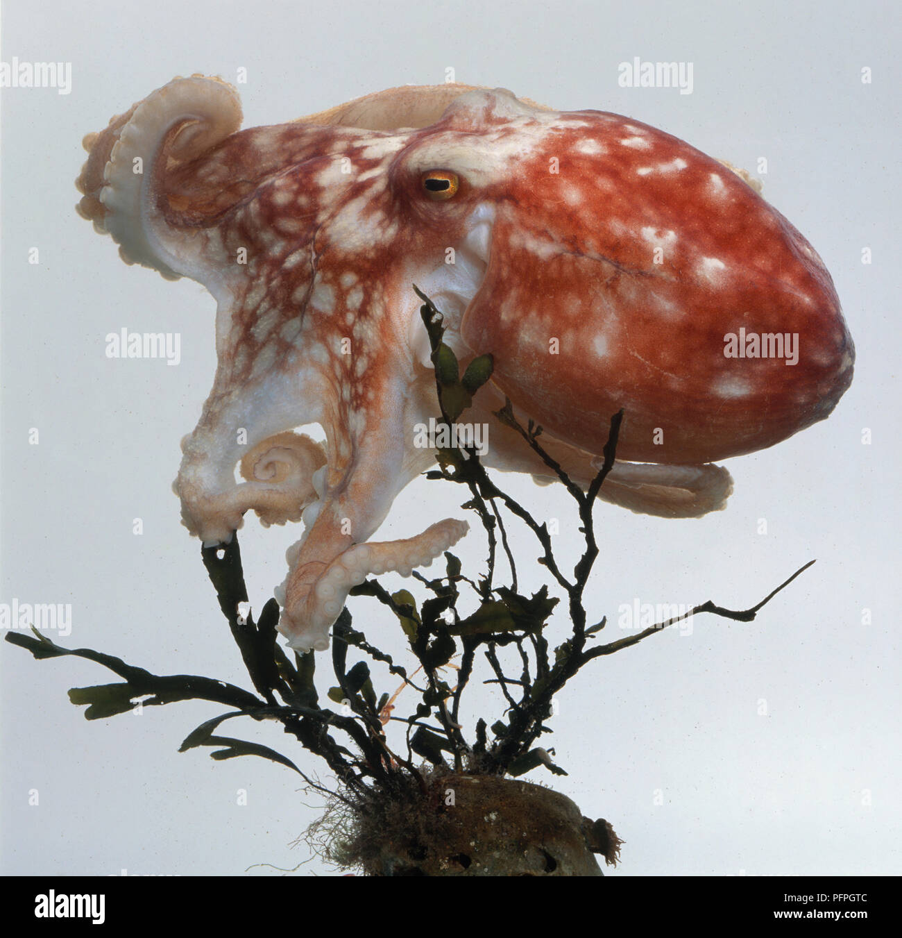 Octopus nuoto nei pressi di un po' di alghe Foto Stock