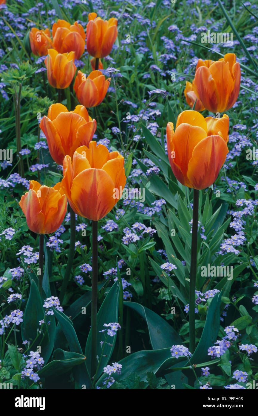 Tulipa 'Prinses Irene' arancio e tulipani su lunghi steli steli crescente tra dimenticare blu-me not Foto Stock