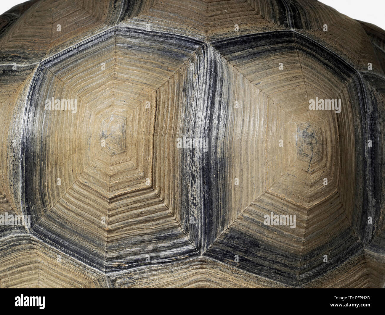Tartaruga gigante di Aldabra (Aldabrachelys gigantea), close-up di shell Foto Stock