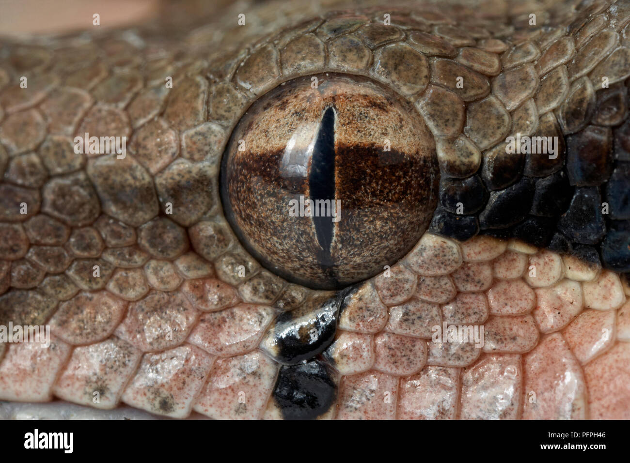 Comune (Boa Boa constrictor), close-up di occhio Foto Stock