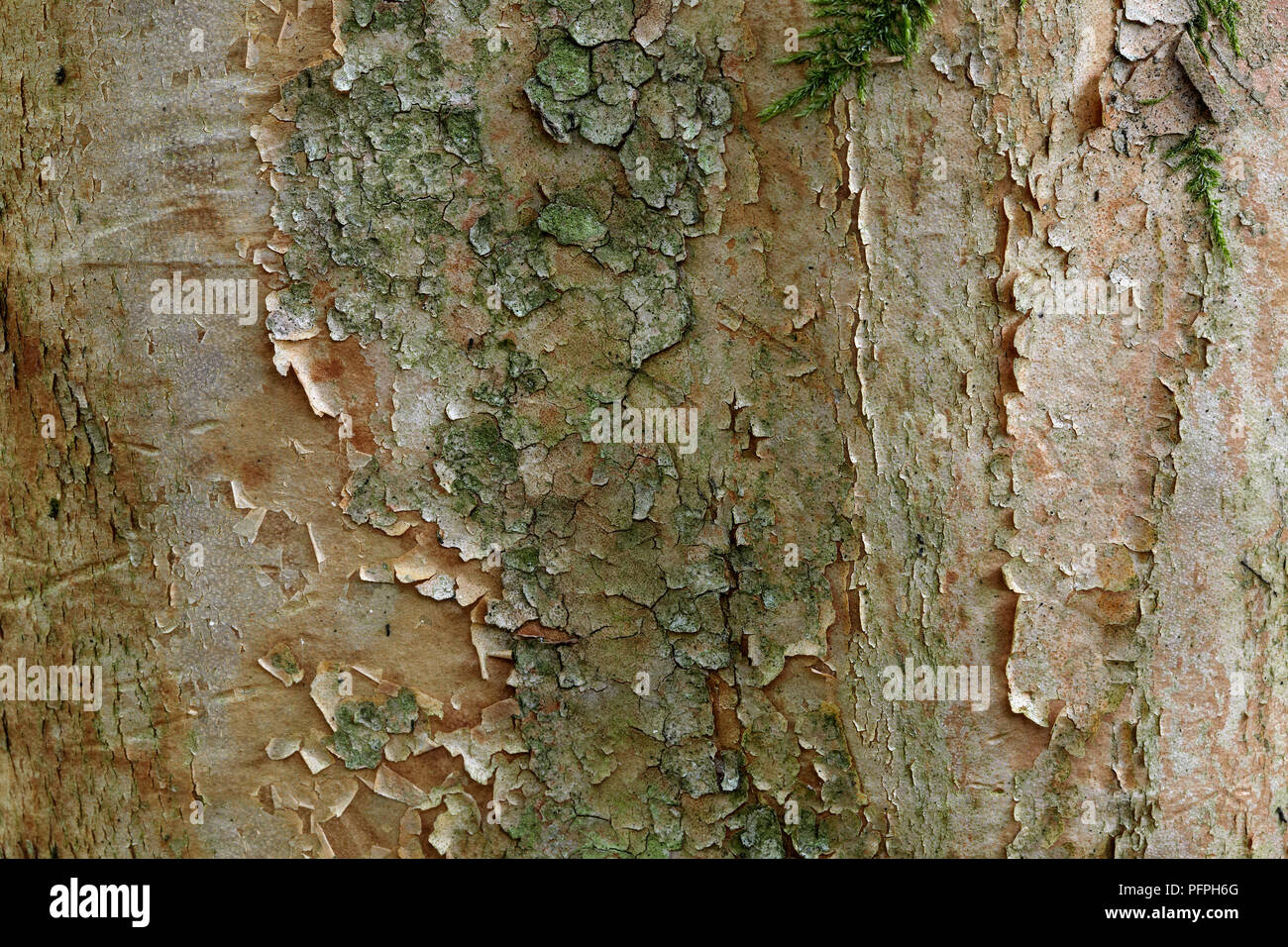 Stewartia sinensis (stewartia cinese), close-up sulla corteccia Foto Stock