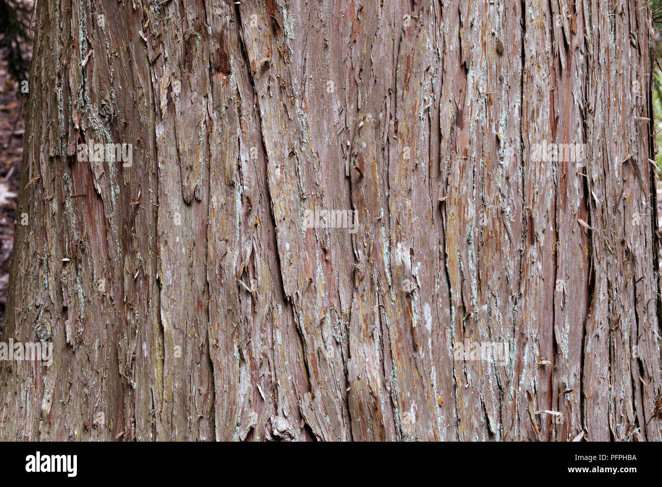 Chamaecyparis nootkatensis, syn Callitropsis nootkatensis (Nootka cypress), close-up sulla corteccia Foto Stock