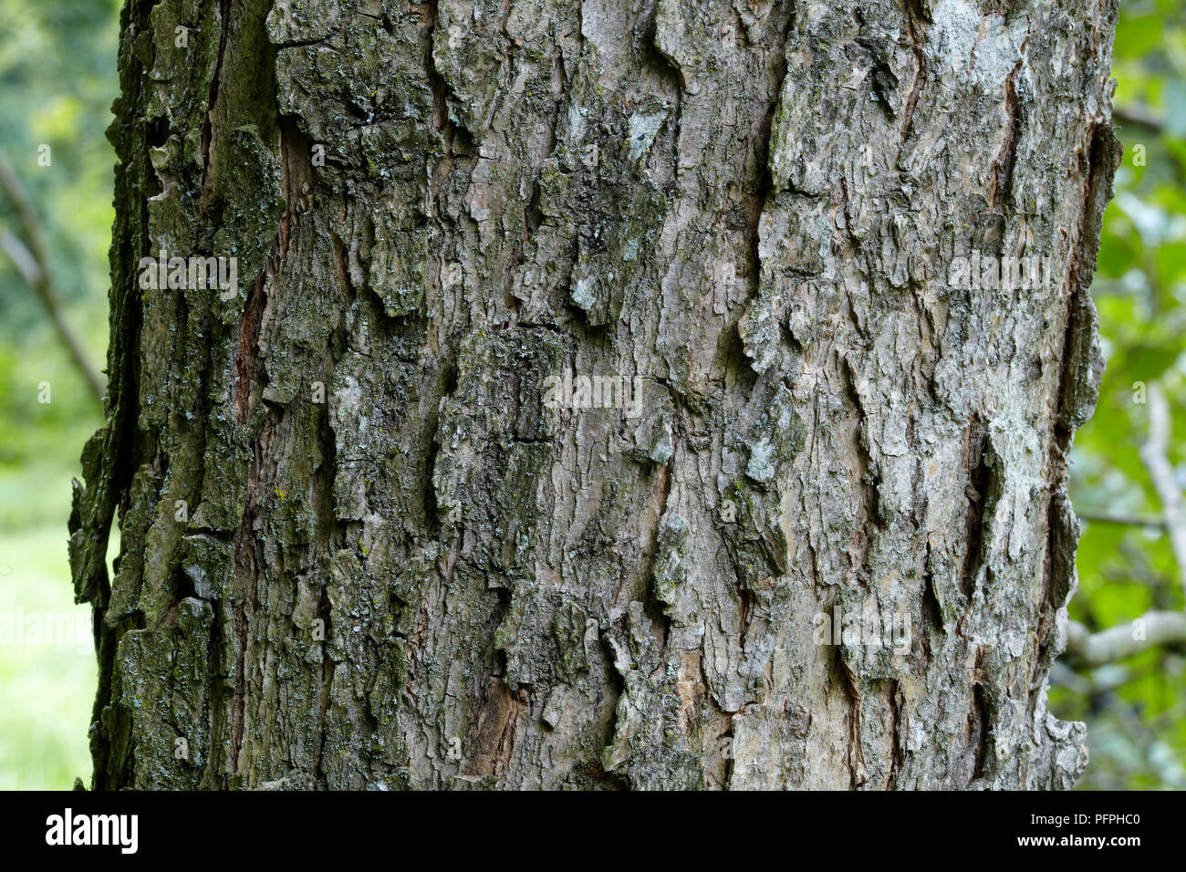 Catalpa fargesii f duclouxii (Cinese Bean tree), close-up sulla corteccia Foto Stock