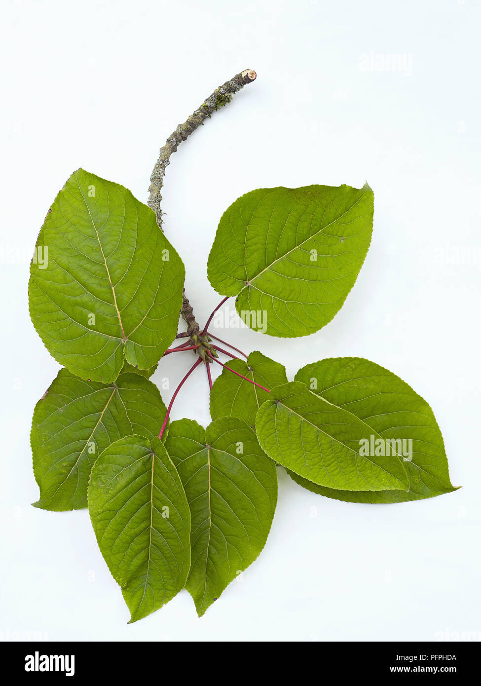 Populus lasiocarpa (Cinese Collana) Verde foglie di pioppo sullo stelo di taglio, close-up Foto Stock