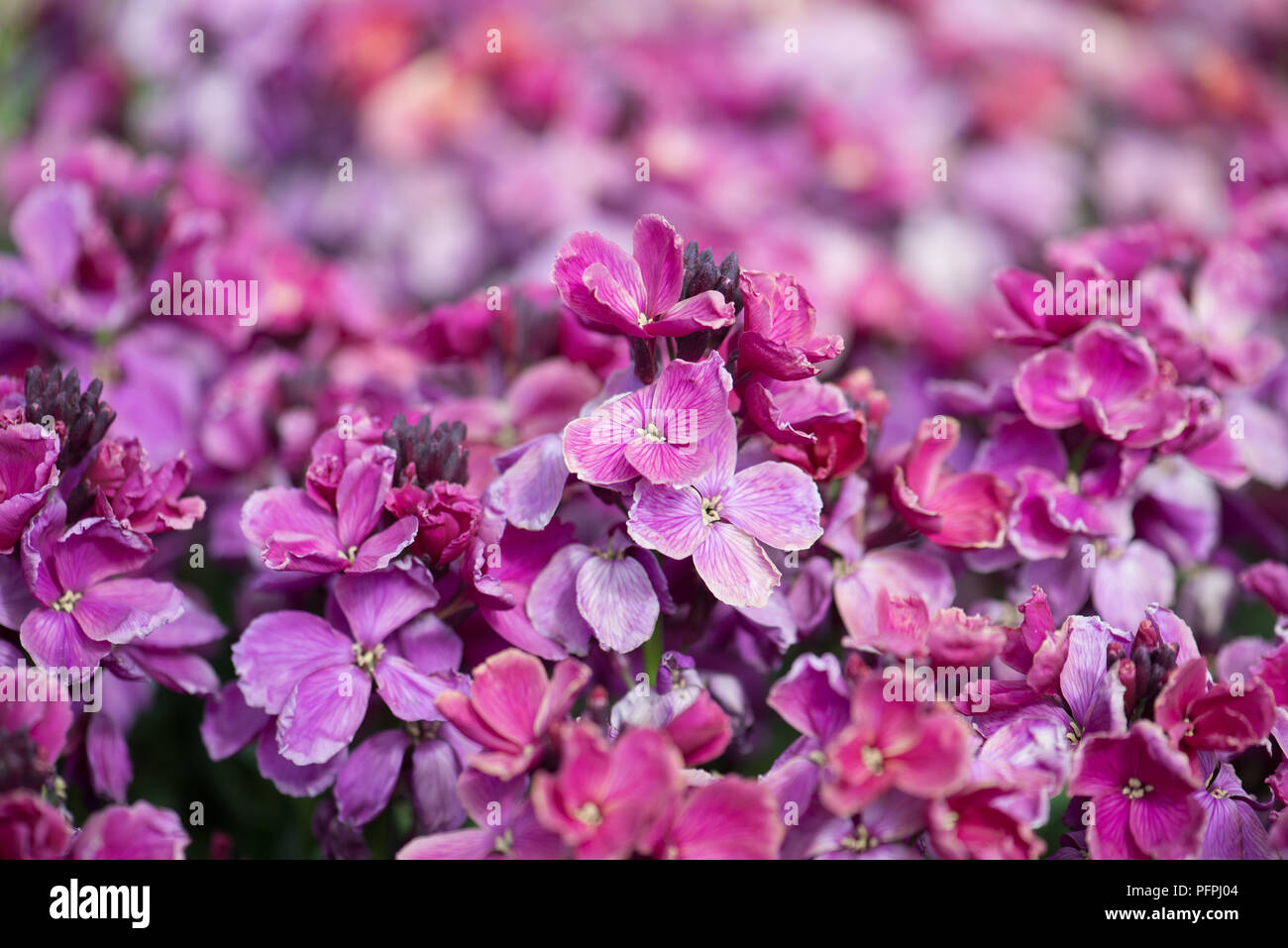 Cheiranthus tramonto viola Foto Stock