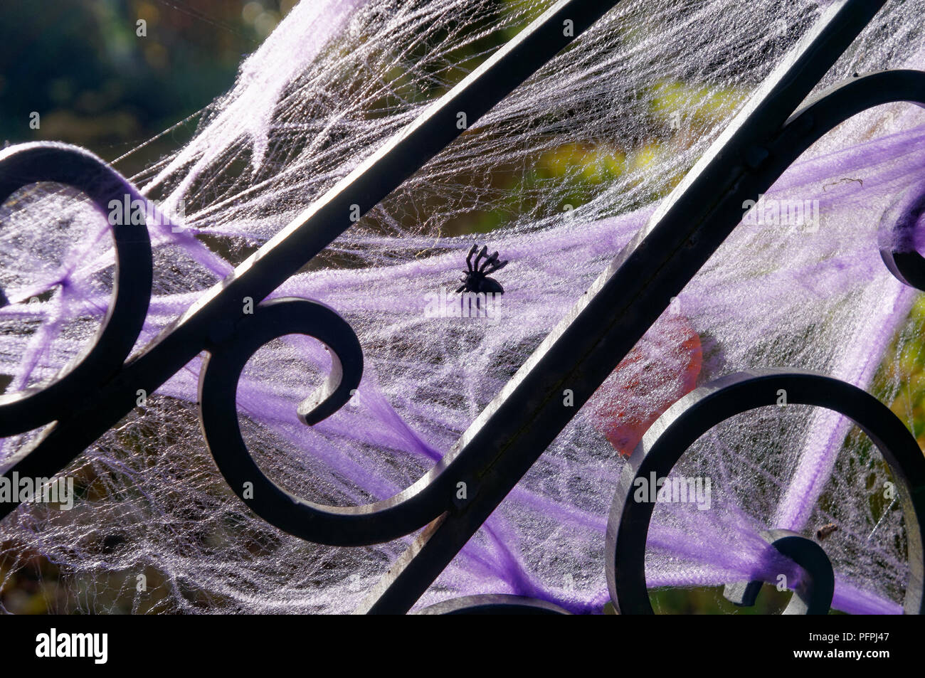 Ragnatele viola di Halloween che decorano il cancello metallico di una casa Foto Stock