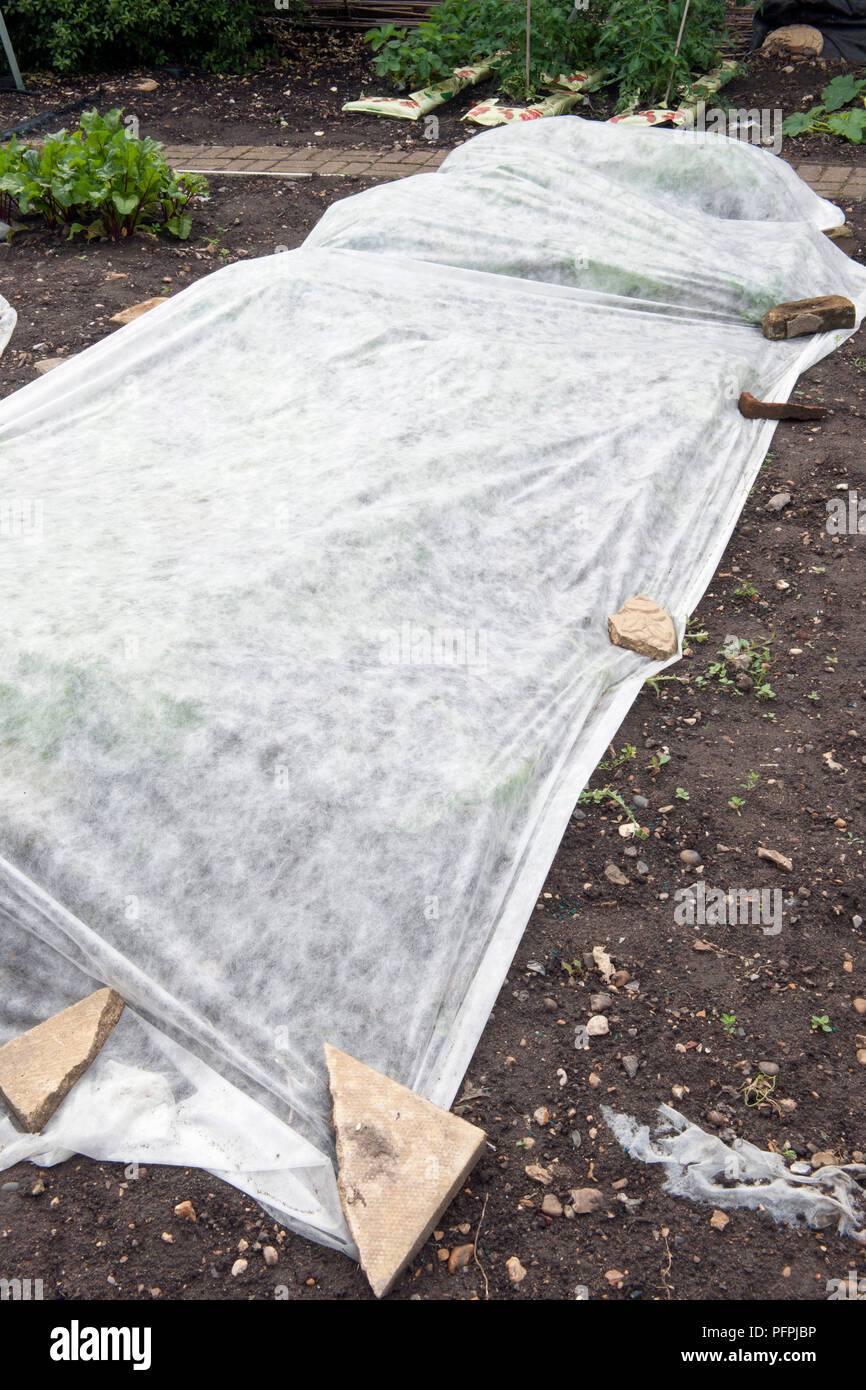 Piante in trama vegetale coperto con giardino fleece per la protezione Foto Stock