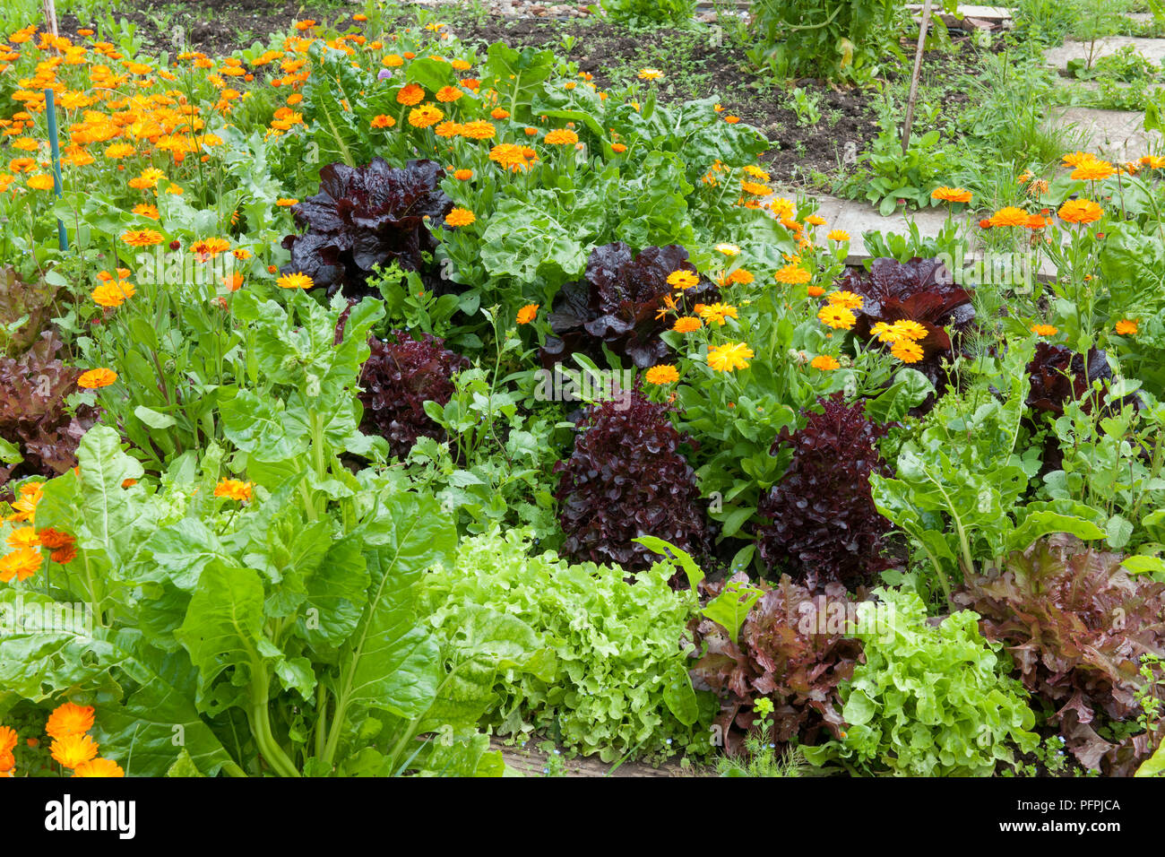 Un compagno colorato la semina con le calendule e insalata di lattuga il raccolto Foto Stock