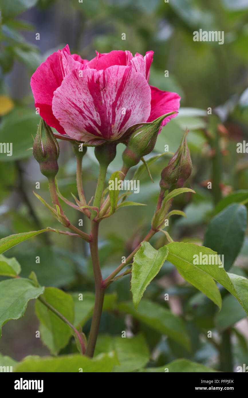 Rosa Guy Savoy ('Delstrimen') Foto Stock