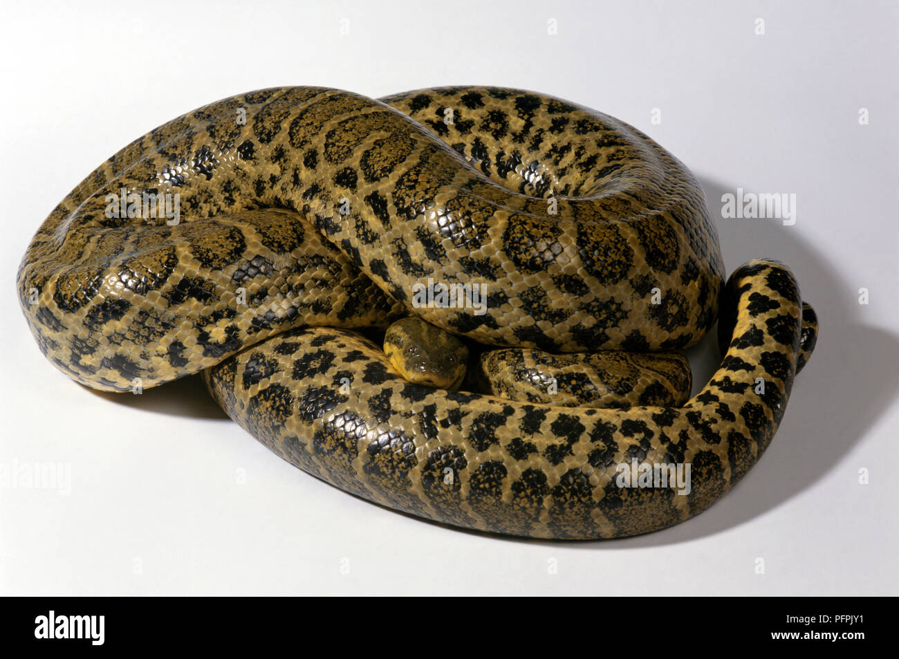 Paraguaiane anaconda, giallo Anaconda (Eunectes notaeus) Foto Stock