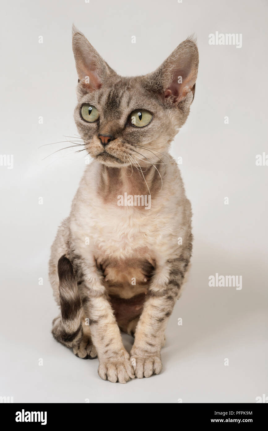 Gatto del Devon Rex Foto Stock
