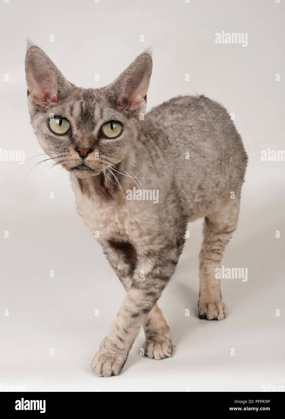 Gatto del Devon Rex Foto Stock