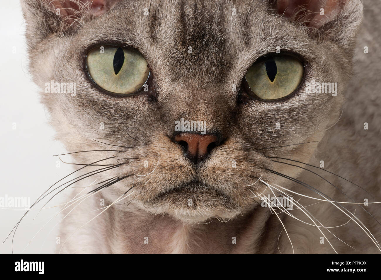 Gatto del Devon Rex Foto Stock