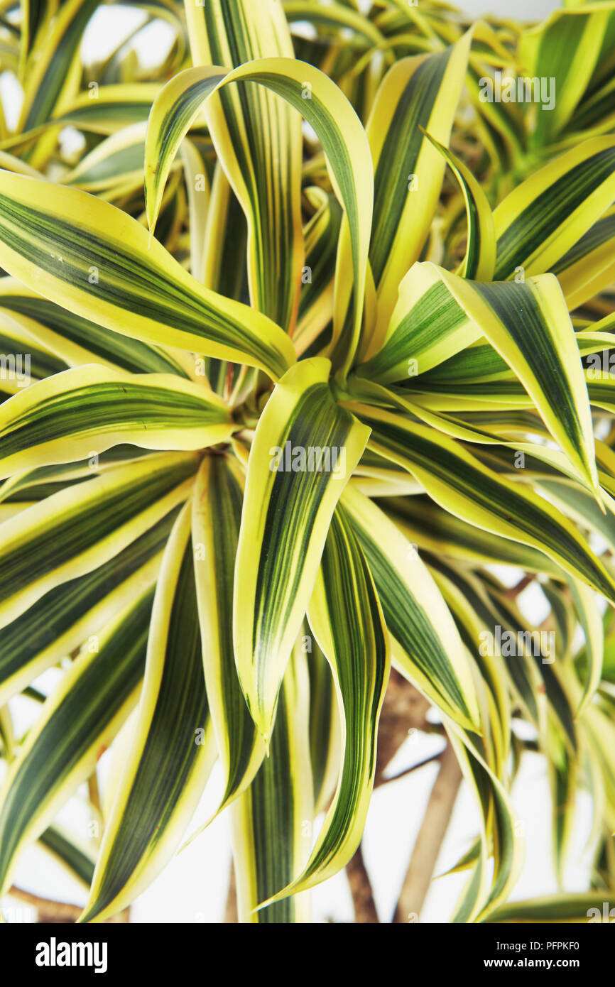 La canzone di India impianto Foto Stock