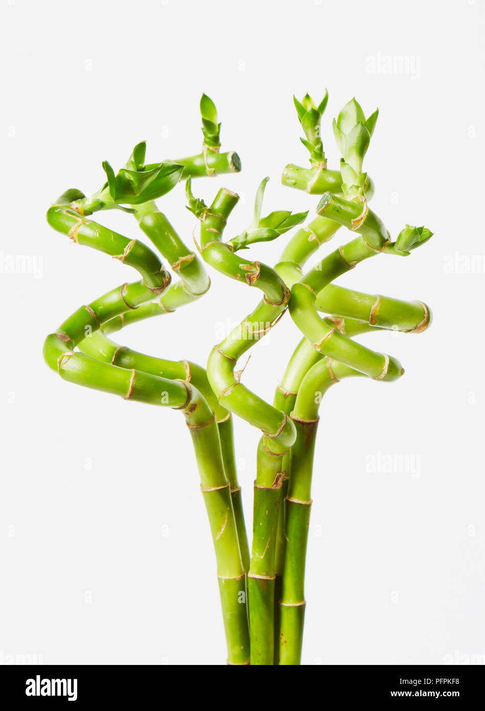 La fortuna di piante di bambù Foto Stock