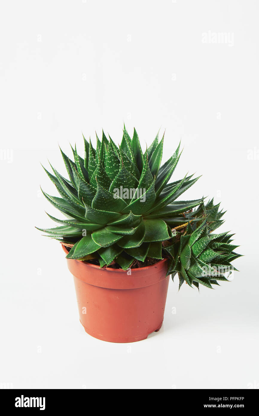 Pianta di Echeveria Foto Stock