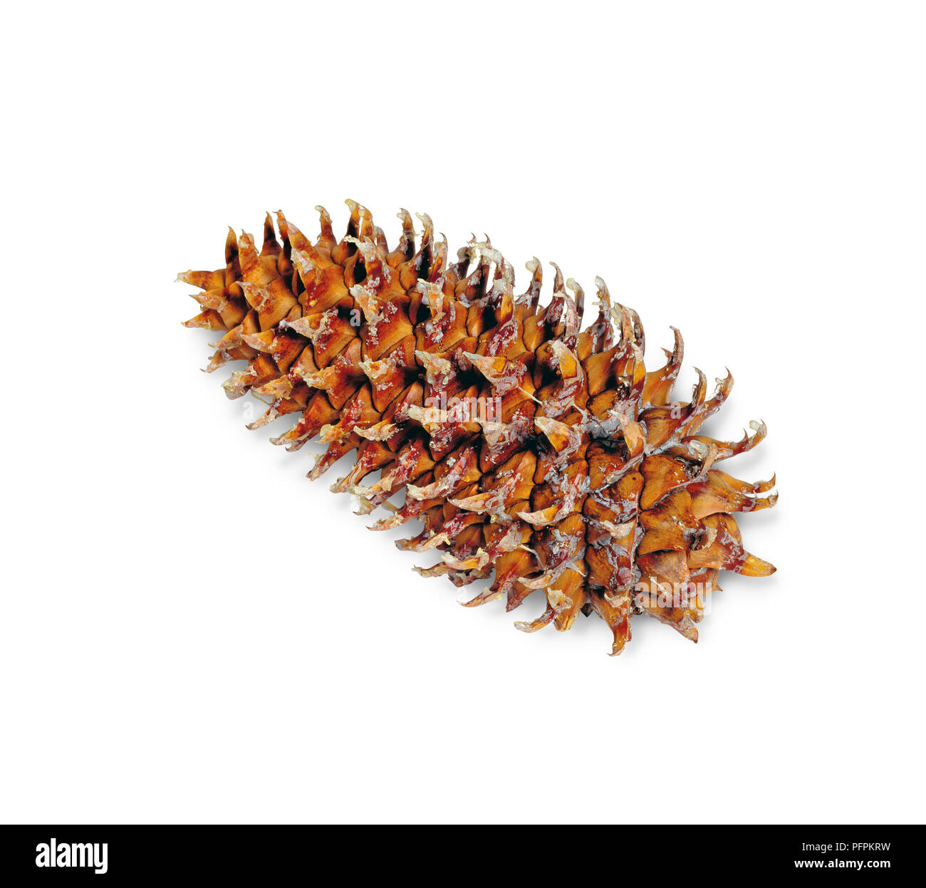 Pigna da Pinus coulteri (Big-cono pino) Foto Stock