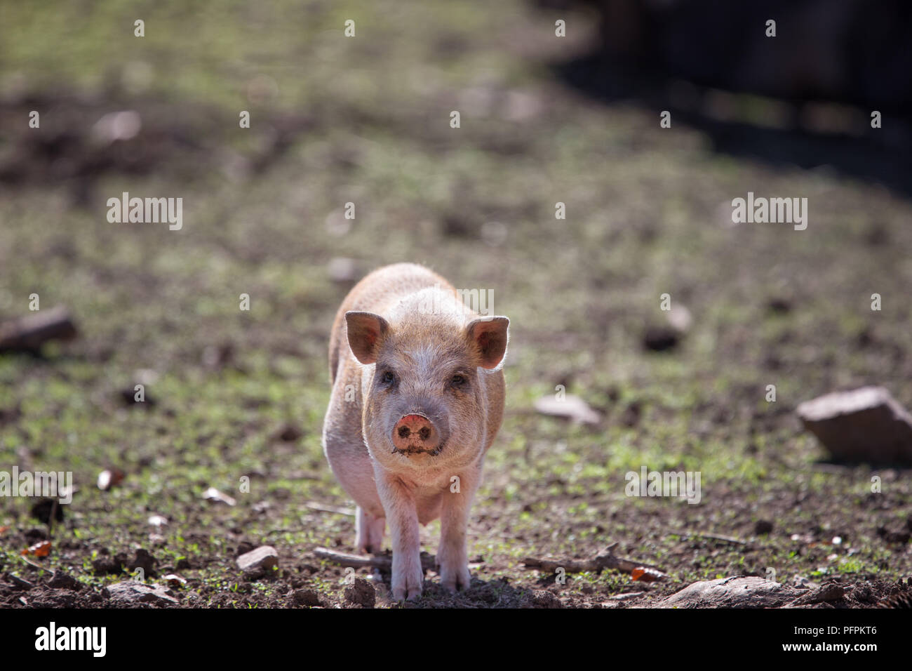 Suini domestici, Sus scrofa domesticus immagine frontale del maialino Foto Stock