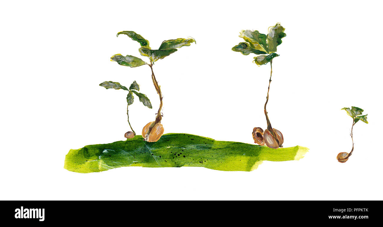 Poco Querce Foto Stock