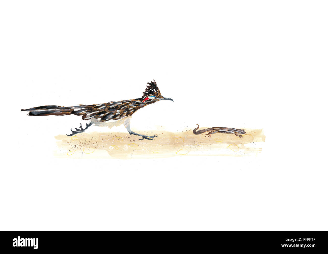 Roadrunner Foto Stock