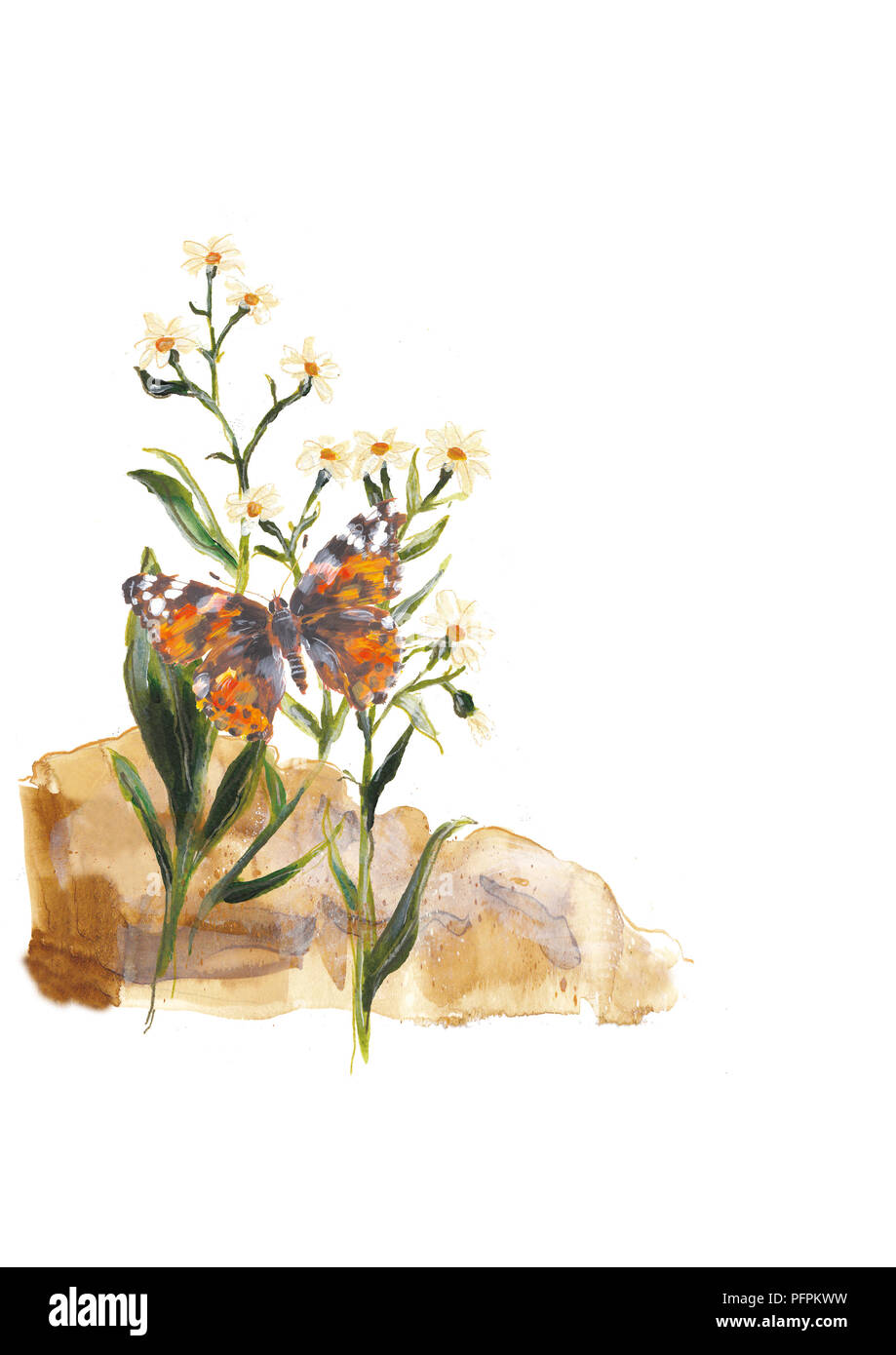 Mare fiori aster Foto Stock