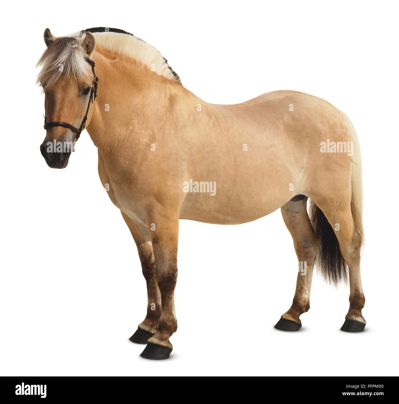 Fjord Pony Foto Stock