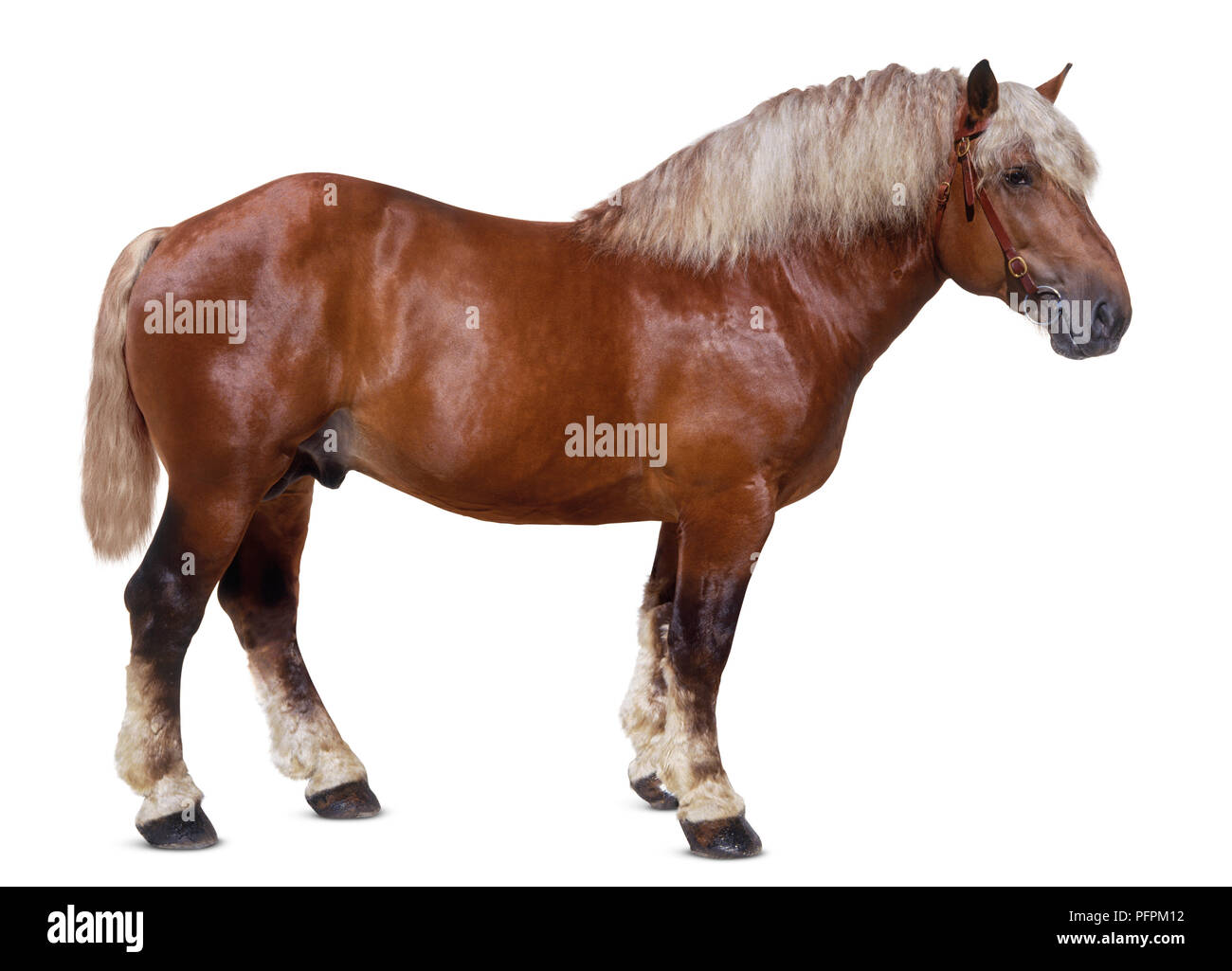 Comtois horse, in piedi, vista laterale Foto Stock