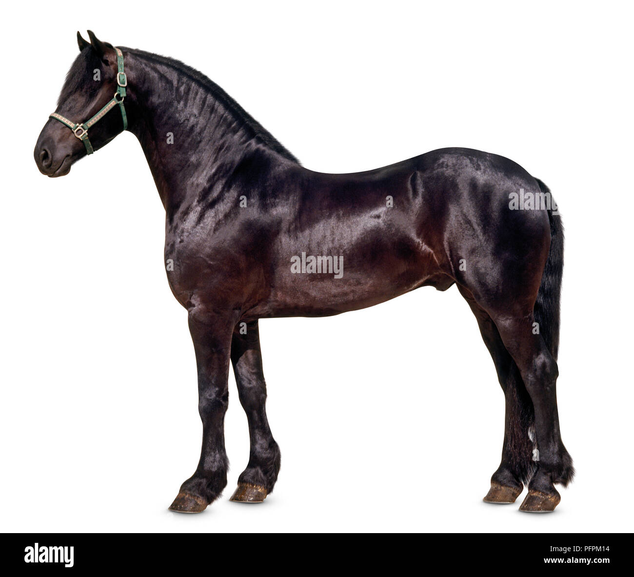 Maschio cavallo frisone, in piedi, testa in profilo Foto Stock