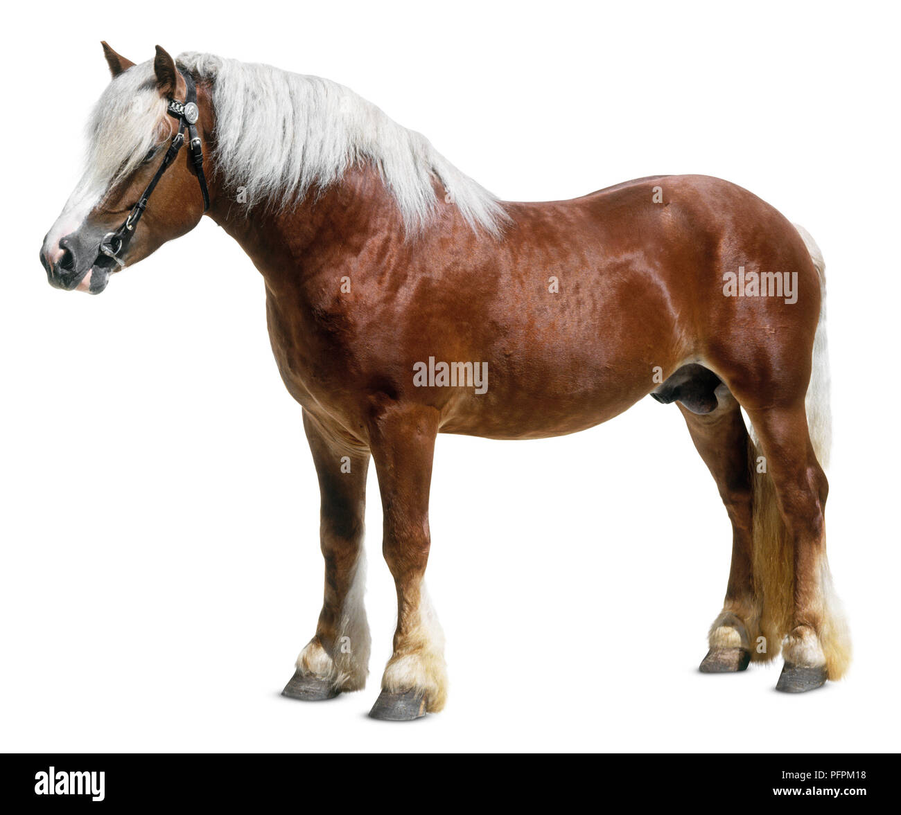 Dole Gudbrandsal cavallo, piedi, vista laterale Foto Stock
