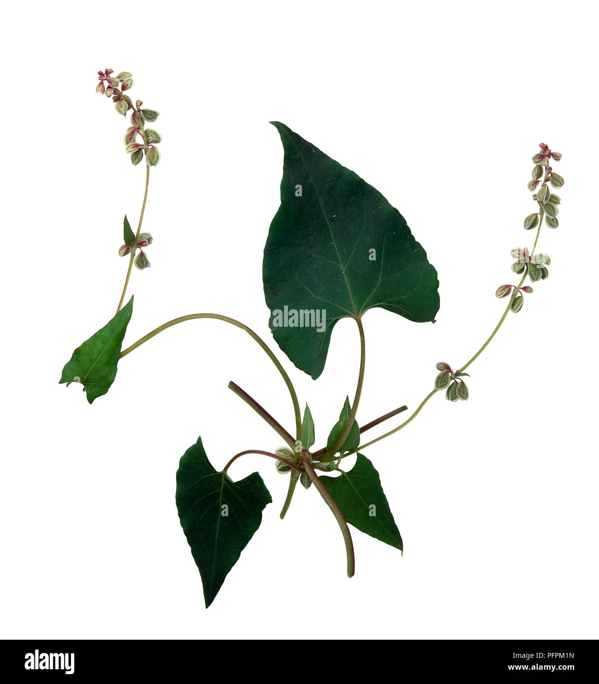 Fallopia convolvulus (nero centinodia), steli con foglie e fiori Foto Stock