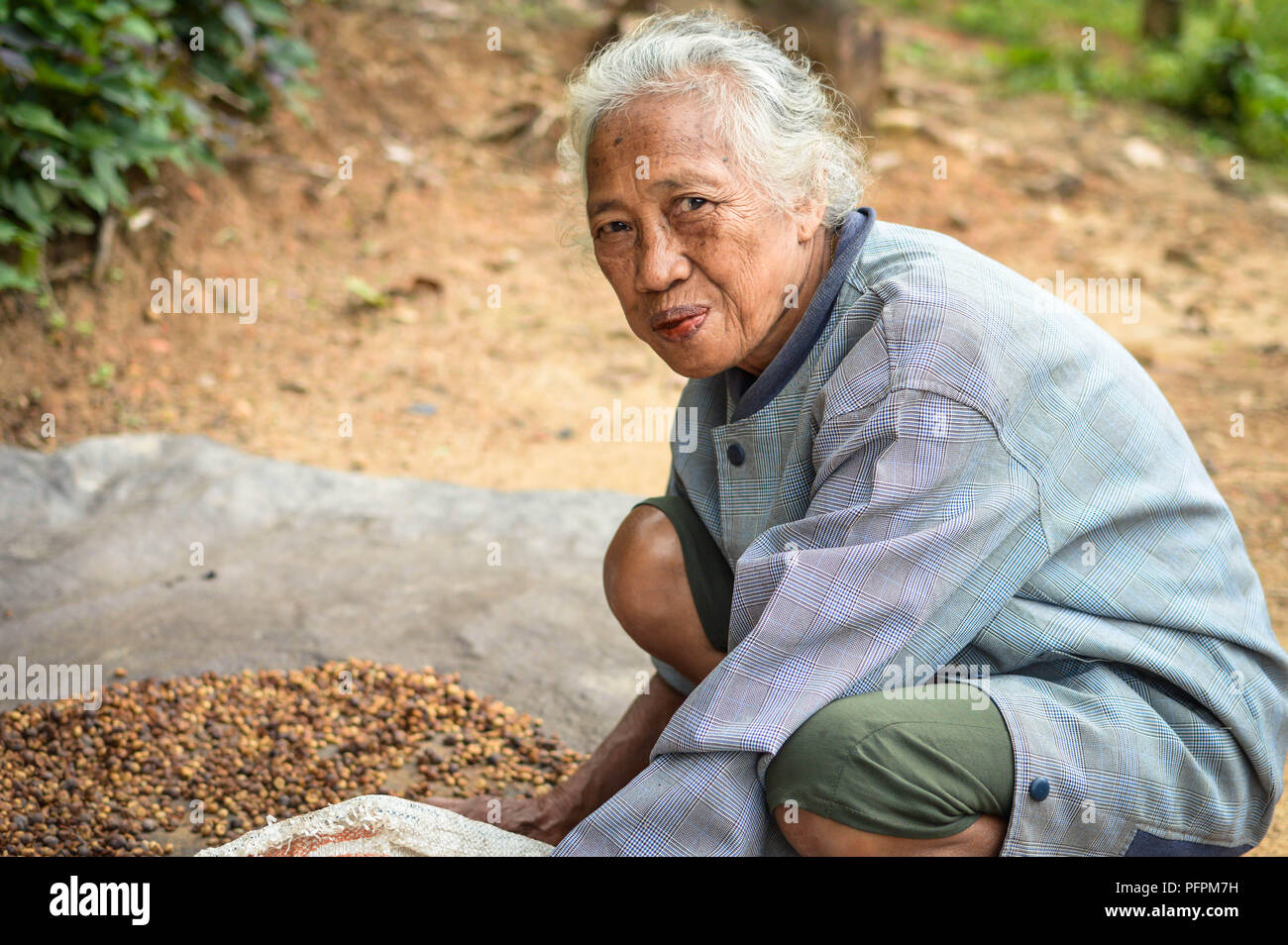 Sulawesi, Indonesia - 5 Luglio 2018: agricoltore sundries i suoi chicchi di Arabica alla loro piccola piantagione di caffè in Toraja highlands. Toraja caffè Arabica è k Foto Stock