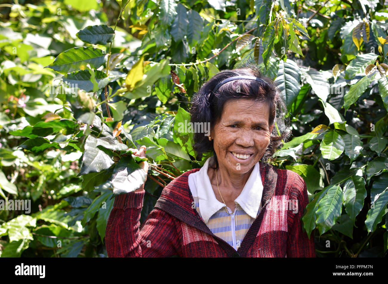 Sulawesi, Indonesia - 8 Luglio 2018: il contadino raccoglie i suoi chicchi di Arabica alla loro piccola piantagione di caffè in Toraja highlands. Toraja caffè Arabica è k Foto Stock