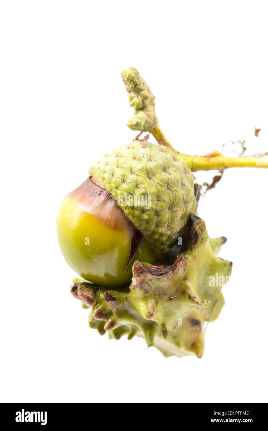 Una quercia knopper gall, Andricus quercuscalicis, che cresce su una ghianda da un albero di quercia in Nord Dorset. Galli di colore variabile dal verde al rosso e ar Foto Stock