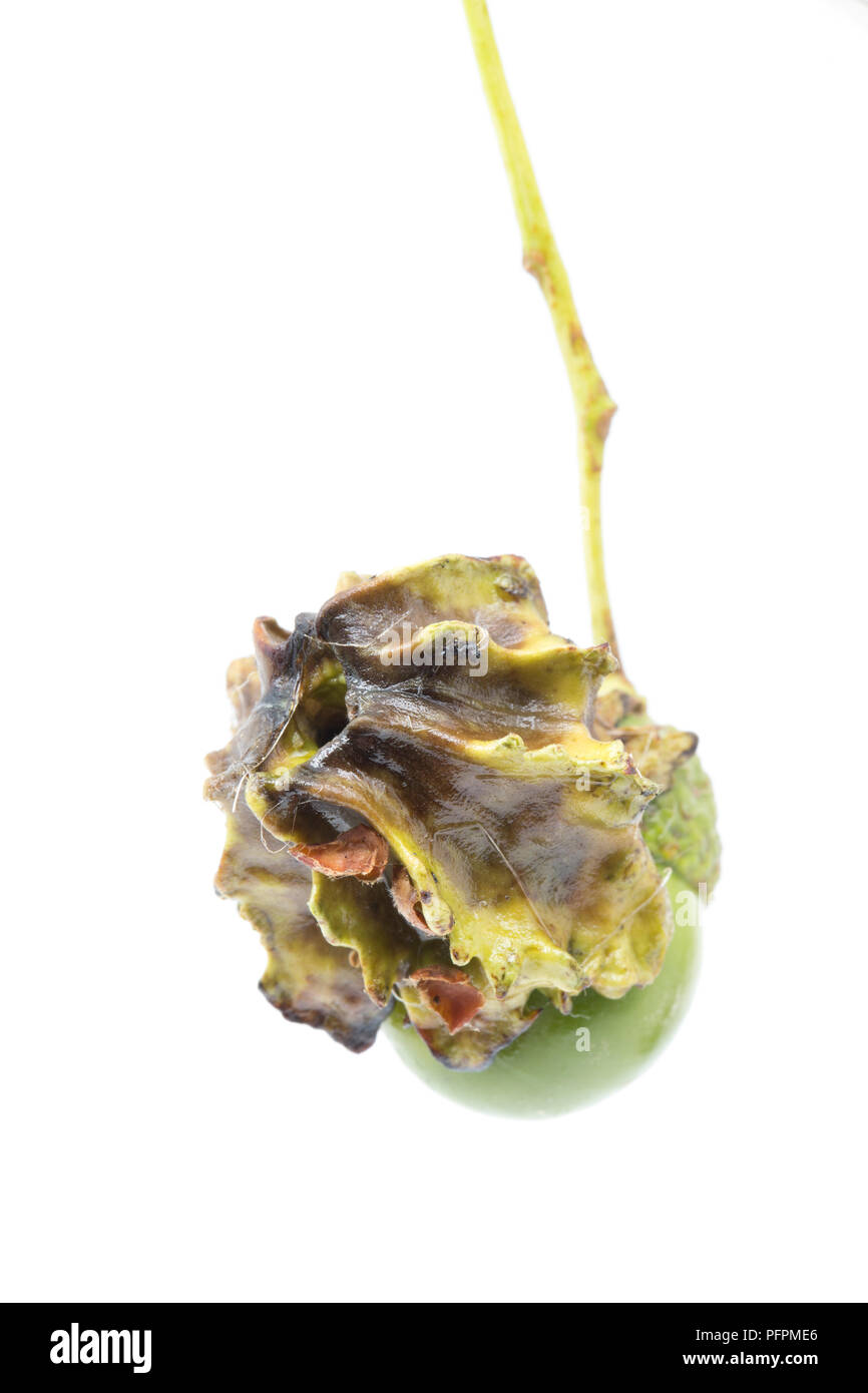 Un singolo oak knopper gall, Andricus quercuscalicis, che cresce su una ghianda da un albero di quercia in Nord Dorset. Galli di colore variabile dal verde al rosso Foto Stock