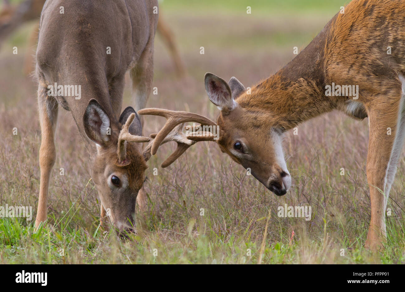 Due culbianco bucks di cervo con corna di cervo bloccato in combattimento. Foto Stock